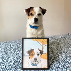 A well-lit photo of a happy dog