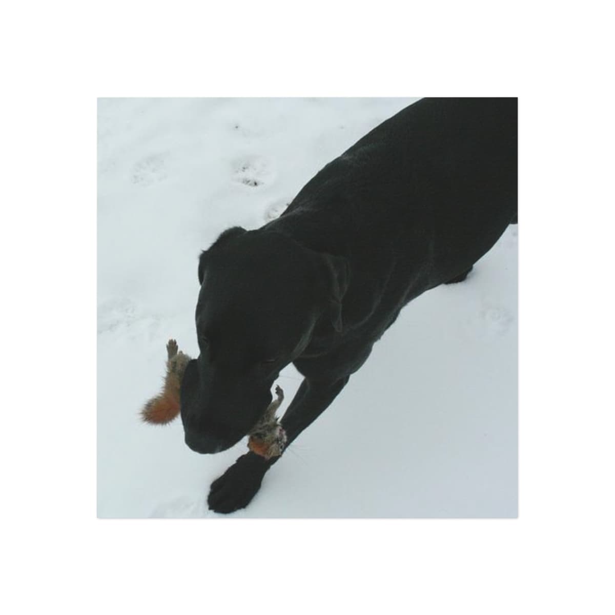 Personalised Pet Magnet